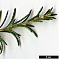 SpeciesSub: var. brevifolia